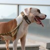EXCELLENT ELITE SPANKER - Collar militar para perro de nailon