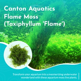 Flame Moss (Taxiphyllum 'Flame') (3 Portions, 4 Ounce Cup)