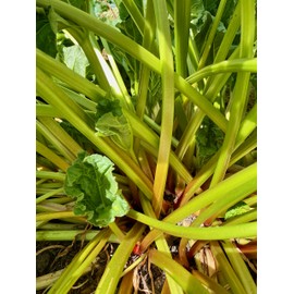 Plant Good Seed Victoria Rhubarb Seeds - Pack of 25, Non-GMO, Heirloom Seeds for Planting Vegetables - Gardening Supplies, Fruit, Vegetable Garden - Non-GMO, Open Pollinated, from USA