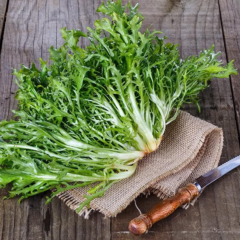 RAISE ME UP: Seeds Endive Curly Frisee Lettuce Non GMO