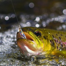 Glowing Squid Jigs - Fluorescent Squid Jig Hooks - Fluorescent Artificial Fishing Baits, Realistic Freshwater Fish Luring Tools for Sea River