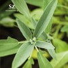 Sz Essentials Lemon Verbena Essential Oil – 100% Pure &