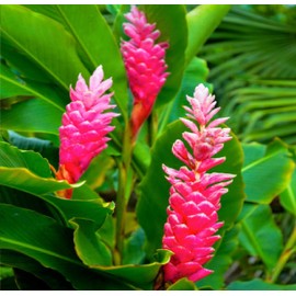 3 HAWAIIAN PINK GINGER PLANTS ~ GROW HAWAII