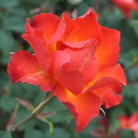 Heirloom Roses Rose Plant - Sunrise at Heirloom™ Orange Rose Bush, Shrub Live Plant for Planting Outdoors