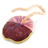 Benilev Placenta Umbilical Cord Anatomical Model, Life Size Umbilical Cord