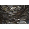 Golden Shiner Minnows (1 Pound, 2.25 INCH)