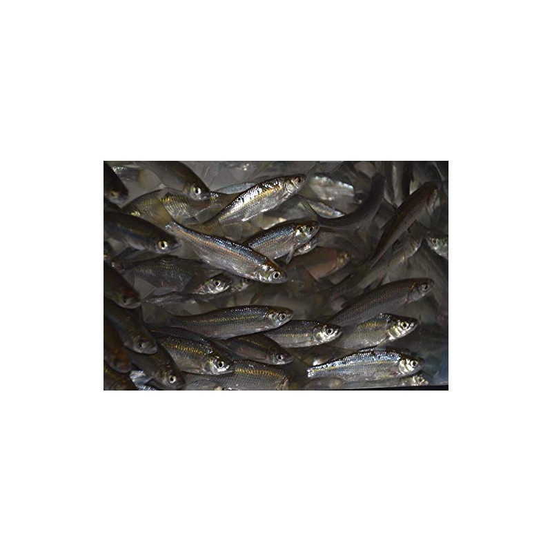 Golden Shiner Minnows (1 Pound, 2.25 INCH)