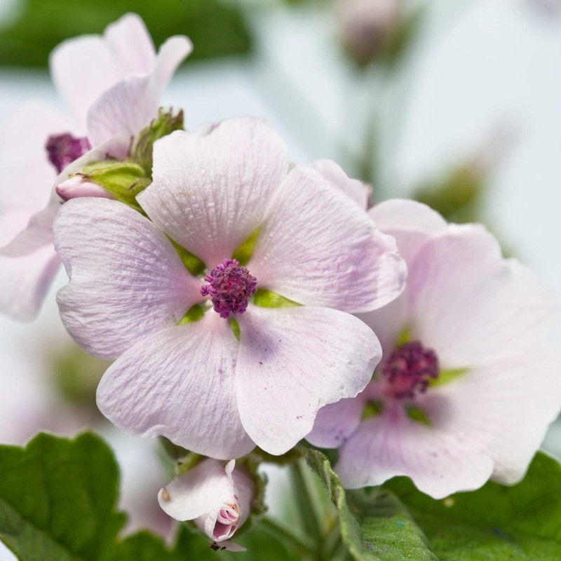 Weleda Derma Baby Body Cream 50 ml