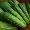 Early Fortune Heirloom Cucumber - 25 Seeds - Heirloom &