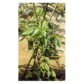 Dai-ichi Vinyl Tripod Support Φ0.2 x 47.2 inches (7 x 120 cm)