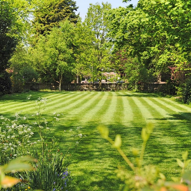 Rye Grass Annual Field Seed by Evergreen Farm and Garden