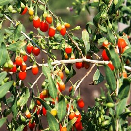 TomorrowSeeds - Goji Berry Tree Seeds - 600+ Count Packet - for 2024 Lycium chinense Grow Wolfberry Asian Wellness Red Edible Perennial Fruit Trees