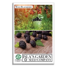 Wild BlackBerry Fruit Bush/Shrub Seeds, 20 Seeds Per Packet, (Isla's Garden Seeds), Non GMO Seeds, Botanical Name: Rubus allegheniensis
