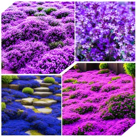 19000+Mixed Creeping Thyme Seeds for Planting Outdoor-Non-GMO Thymus Serpyllum Flowers Plant in Your Home Garden Backyard
