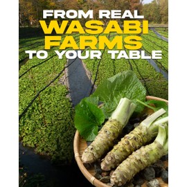 Wasabi-O Real Wasabi Powder - Japanese Fresh Wasabi Root Seasoning for Sushi, Dipping & Sauces - Pure, Vegan & Gluten-Free - Premium Quality - 1 X 1.24 oz