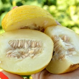 Vine Peach Melon Seeds - 3 g Packet ~100 Seeds - Non-GMO, Heirloom - Fruit & Vegetable Garden - Cucumis melo