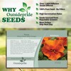 Outsidepride 50 Seeds Viola Pansy Frizzle Sizzle Orange Flower Seeds
