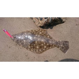 Duo Lure bi-tiuxo-ka- haurusyaddo Hudl G S006 