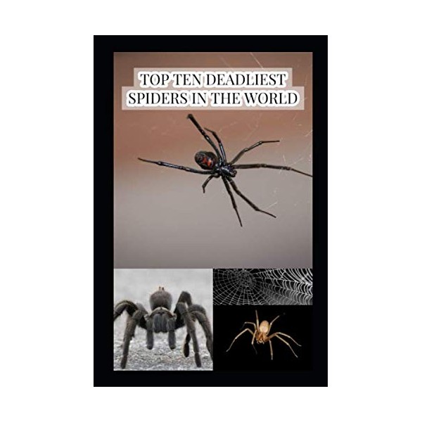Top Ten Deadliest Spiders in the World