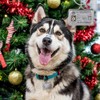 Tarjeta de Identificación Personalizada - Placa Metálica Duradera para Perros