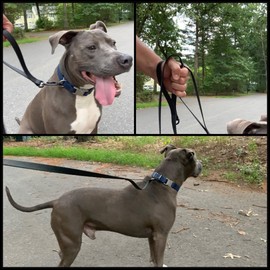 PACKT - UltraLite Waterproof Two Handle Dog Leash Large Dogs |Made in USA, 100% Waterproof & Stronger than Leather Dog Leash for Medium Dogs |Outdoor Dog leash with two handles| Watermelon - 5 ft.