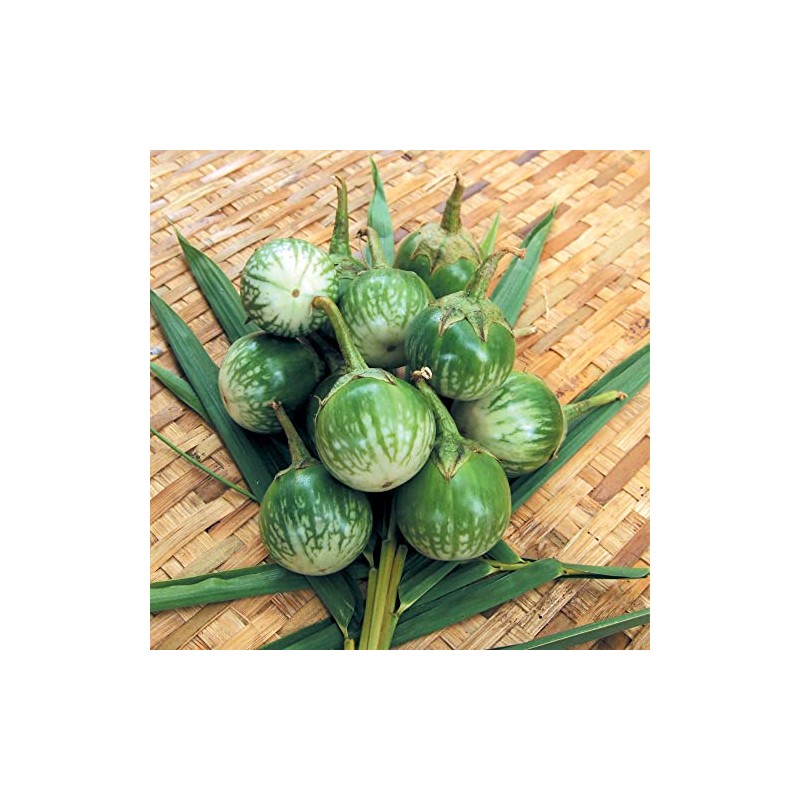 Eggplant Seeds - Thai Round - 1 Oz ~6500 Seeds