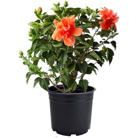American Plant Exchange Hibiscus 'Double Peach' Plant – Live Flowering Bush, 10-Inch Pot, Tropical Double Blooms for Garden Beds, Patios, and Outdoor Landscapes
