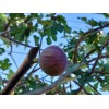 Unbraded 300 Semillas De Higo Orgánicas-300 Organic Fig Seeds