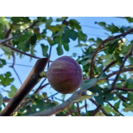 Unbraded 300 Semillas De Higo Orgánicas-300 Organic Fig Seeds
