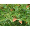 Pure Herbs: Sassafras - 1 oz.