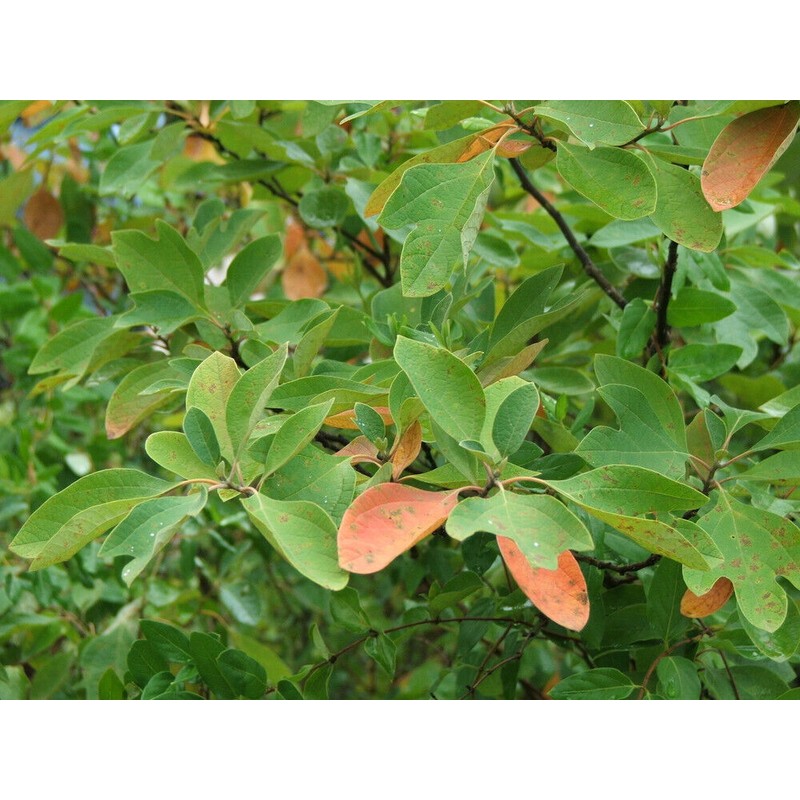 Pure Herbs: Sassafras - 1 oz.