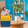 Costa Farms Money Tree (Pachira Aquatica) Live Indoor Bonsai-Style Plant,