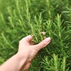The Old Farmer's Almanac Heirloom Culinary Rosemary Herb Seeds -