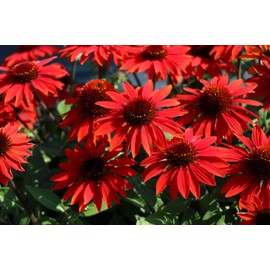 Perennial Farm Marketplace Echinacea Sombrero Sangrita (Coneflower) Perennial, Size-#1 Container, Red Flowers