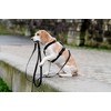 Chaba Guard Dog Harness for Large Dogs with Control, Anti-Pull