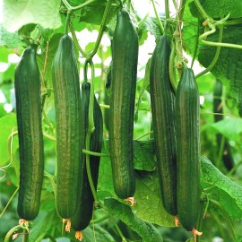 TomorrowSeeds English Telegraph Burpless Cucumber Seeds | Heirloom Crisp Cucumbers Seed 2025 - 90+ Count