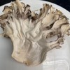 Maitake Mushroom Huishuhua (250g(8.82oz))