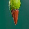 Plant Watering Spikes - Parrot Terracotta Watering Spikes | Automatic