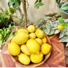 Generic 30pcs Perfume Lemon Seeds - Grow Your Own Bonsai