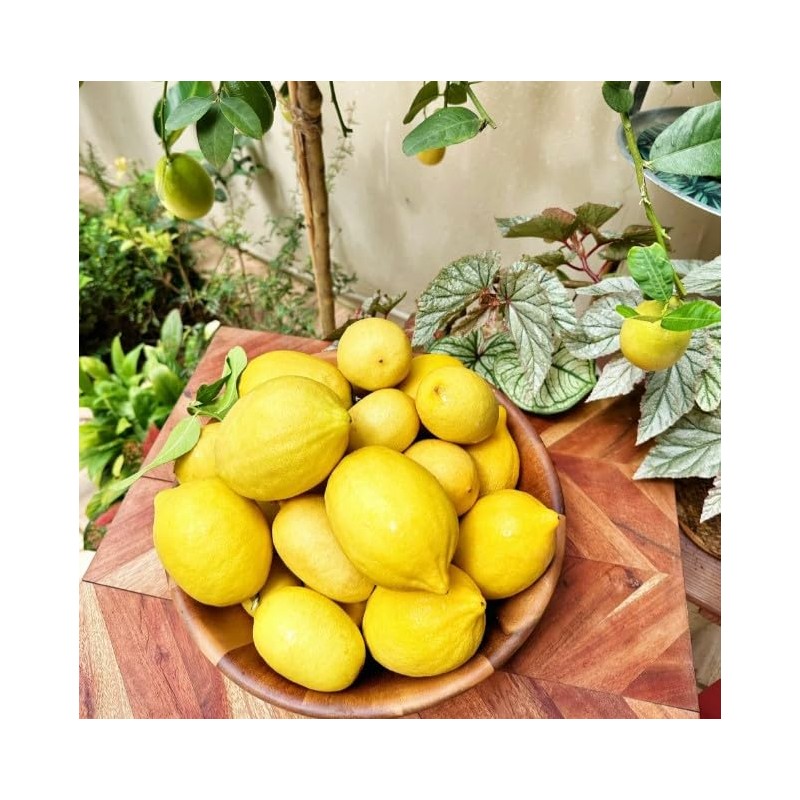 Generic 30pcs Perfume Lemon Seeds - Grow Your Own Bonsai
