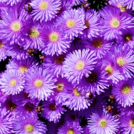 Fresh Iceplant Daisy Seeds 250+ Seeds Daisy Flower, Flower Seeds, Annual Seeds, - Style 4