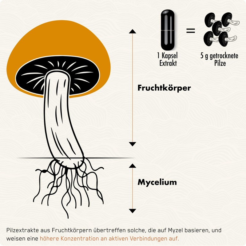 SOLVE Labs ● Premium Siberian Chaga Mushroom Capsules ● 10%
