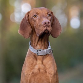 Baker and Bray Luxury Eco Friendly Genuine Leather Designer Dog Collar, Ash Grey (Medium: fits neck size 30-41 cm)