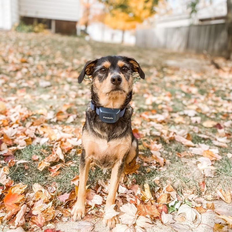 PetSafe Audible Bark Collar - Discourages Excessive Barking - SoundBurst