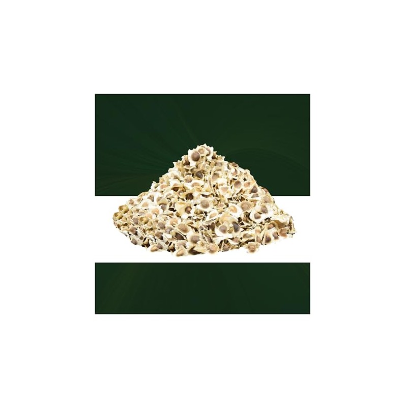 Moringa en Semilla Entera – 100% Natural – 55g -Calidad