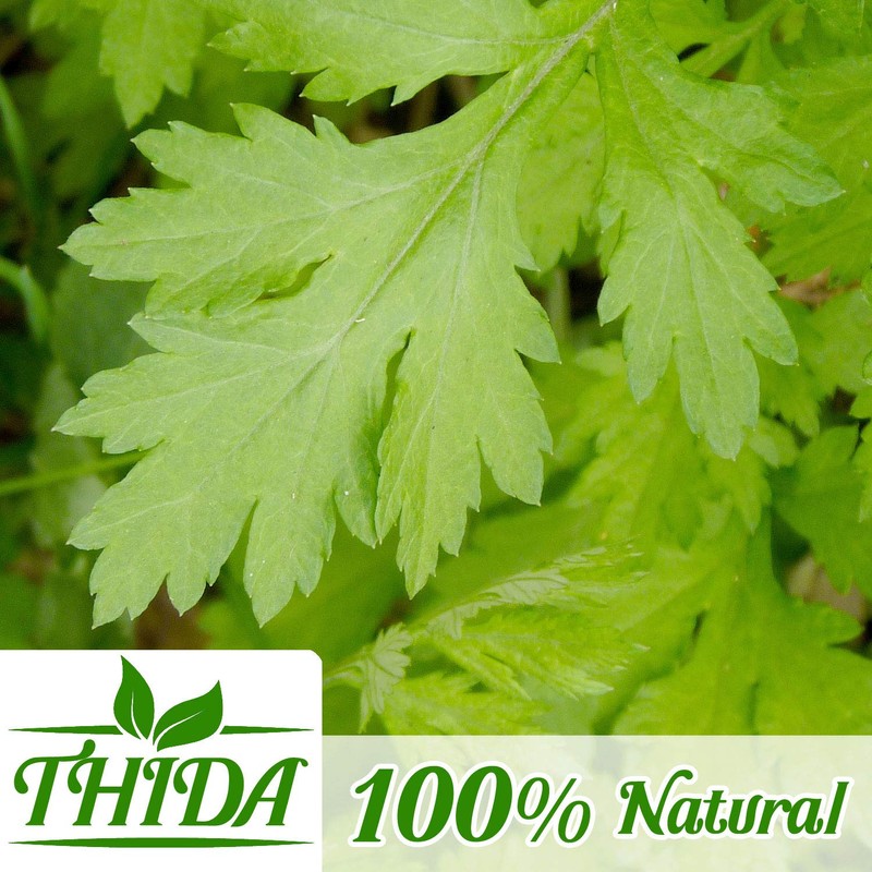 Mugwort Tea 15 Bags | Asian Herb Tea Mugwort Leaves