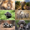 Edition Colibri 24 Animals from Africa Postcard Set (24 Different