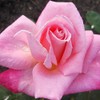 Heirloom Roses Rose Plant - Pink Parfait Pink Rose Bush,