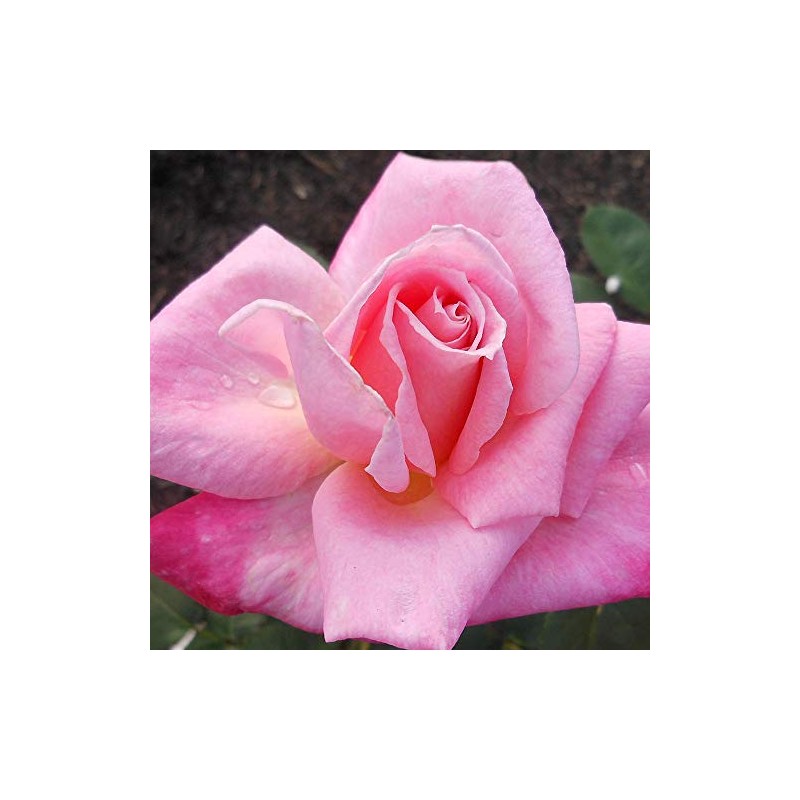 Heirloom Roses Rose Plant - Pink Parfait Pink Rose Bush,