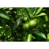 Dwarf Lime Tree Seeds for Planting - 30 Pcs Seeds